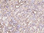 NARFL Antibody in Immunohistochemistry (Paraffin) (IHC (P))