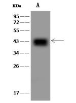CKMT1A Polyclonal Antibody