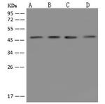 CKMT2 Polyclonal Antibody