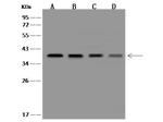 CLNS1A Polyclonal Antibody