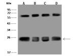 CLPP Antibody in Western Blot (WB)