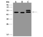 CMAS Polyclonal Antibody