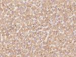 CNPY3 Antibody in Immunohistochemistry (Paraffin) (IHC (P))