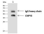 CNPY3 Antibody in Immunoprecipitation (IP)