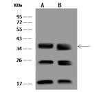 CNPY3 Antibody in Western Blot (WB)