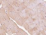 COMMD8 Antibody in Immunohistochemistry (Paraffin) (IHC (P))