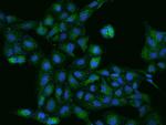 COQ9 Polyclonal Antibody