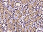 COQ9 Antibody in Immunohistochemistry (Paraffin) (IHC (P))