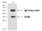 COQ9 Antibody in Immunoprecipitation (IP)