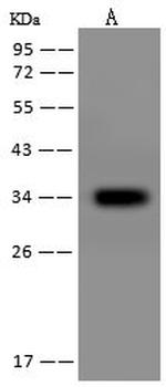 COQ9 Antibody in Western Blot (WB)