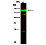 CPNE1 Polyclonal Antibody