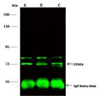 CPSF6 Antibody in Immunoprecipitation (IP)