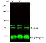 CPSF6 Antibody in Immunoprecipitation (IP)