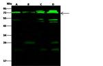 CPSF6 Antibody in Western Blot (WB)