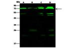 CPSF6 Antibody in Western Blot (WB)