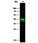 CK2 alpha-1 Polyclonal Antibody