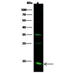 CXCL1 Polyclonal Antibody