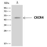 CXCR4 Antibody in Immunoprecipitation (IP)