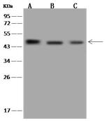CXCR4 Antibody in Western Blot (WB)