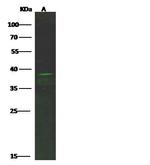 CXCR6 Antibody in Western Blot (WB)