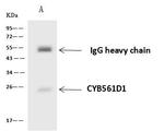CYB561D1 Antibody in Immunoprecipitation (IP)