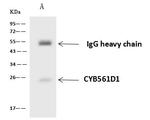 CYB561D1 Antibody in Immunoprecipitation (IP)
