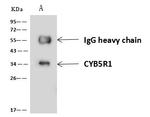 CYB5R1 Antibody in Immunoprecipitation (IP)