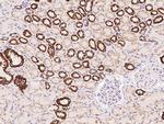 Cytochrome C Antibody in Immunohistochemistry (Paraffin) (IHC (P))