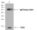Cytochrome C Antibody in Immunoprecipitation (IP)