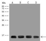 Cytochrome C Antibody in Western Blot (WB)