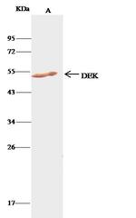 DEK Antibody in Immunoprecipitation (IP)