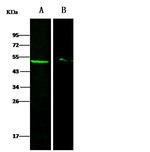 DEK Antibody in Western Blot (WB)