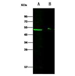 DEK Antibody in Western Blot (WB)