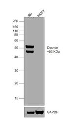 Desmin Antibody
