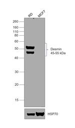 Desmin Antibody in Western Blot (WB)