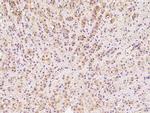 DIMT1 Antibody in Immunohistochemistry (Paraffin) (IHC (P))