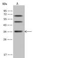 DIMT1 Antibody in Western Blot (WB)
