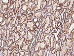 DLD Antibody in Immunohistochemistry (Paraffin) (IHC (P))