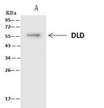 DLD Antibody in Immunoprecipitation (IP)