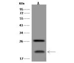 DLK2 Antibody in Western Blot (WB)