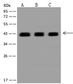 DNAJB11 Antibody in Western Blot (WB)