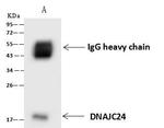 DNAJC24 Antibody in Immunoprecipitation (IP)
