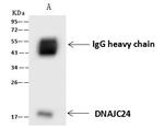 DNAJC24 Antibody in Immunoprecipitation (IP)