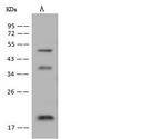 DNAJC24 Antibody in Western Blot (WB)