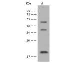 DNAJC24 Polyclonal Antibody