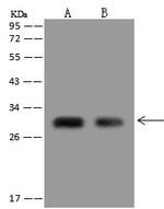 DNALI1 Polyclonal Antibody