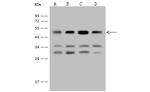 EEF1A2 Antibody in Western Blot (WB)