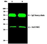 Ephrin B1 Antibody in Immunoprecipitation (IP)