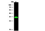 Ephrin B1 Polyclonal Antibody