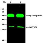 Ephrin B1 Antibody in Immunoprecipitation (IP)